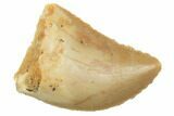 Serrated, .6" Baby Carcharodontosaurus Tooth - Morocco - #196497-1